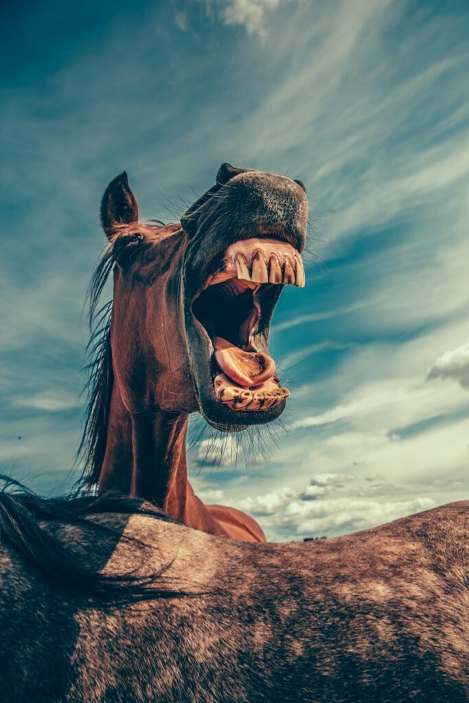 photo of shouting horse under cloudy sky