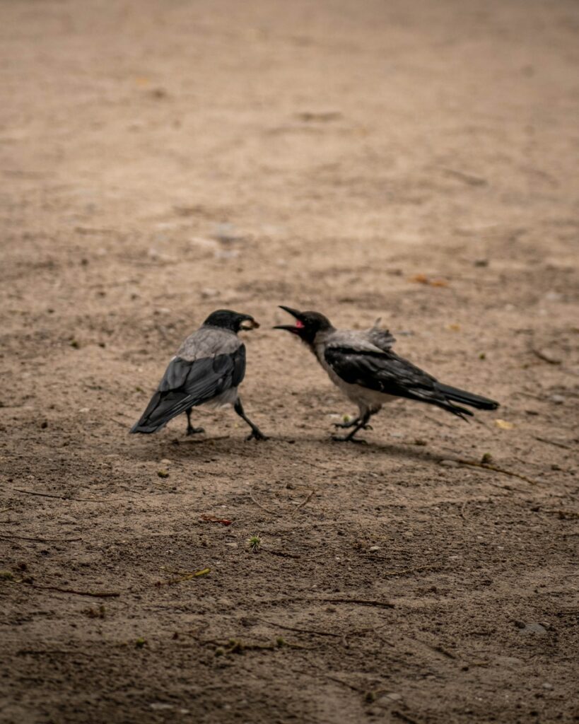 gray and black bird on brown sand during daytime