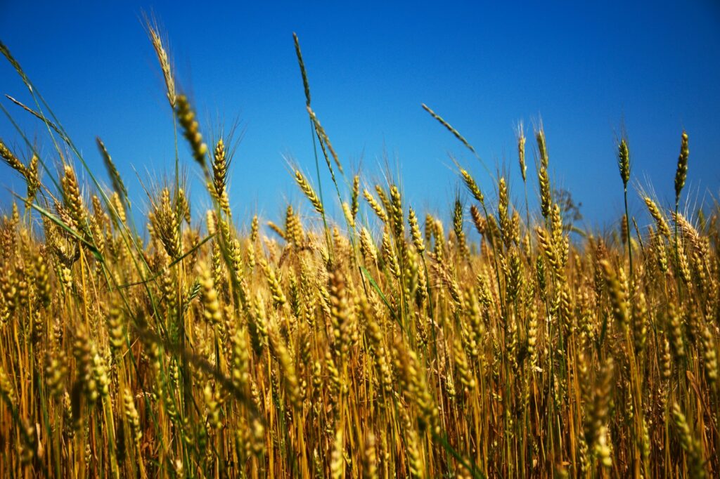 green wheat field under blue sky during daytime