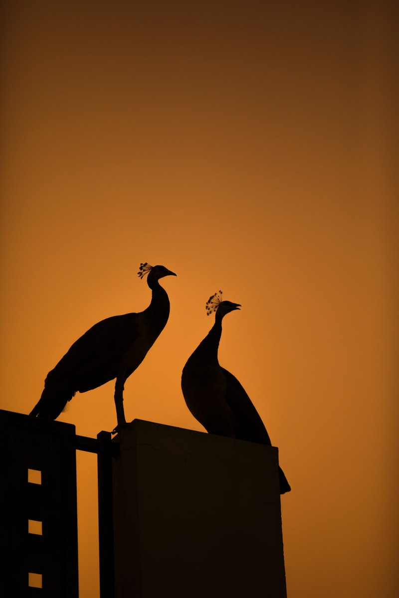 two peacocks shadow illustrations