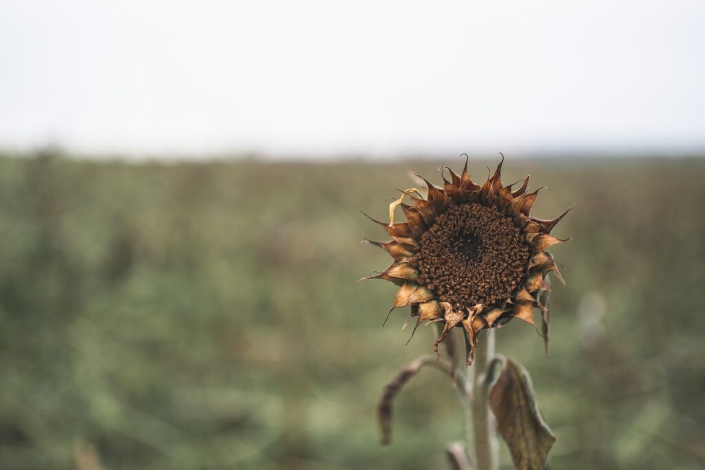 sunflower in tilt shift lens