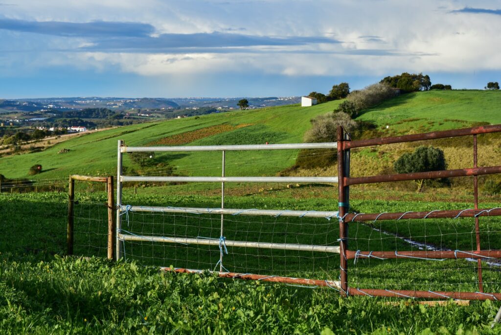 green grass field under blue sky during daytime