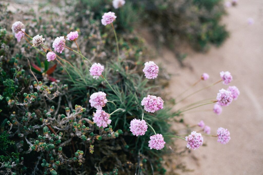 purple flowers in tilt shift lens