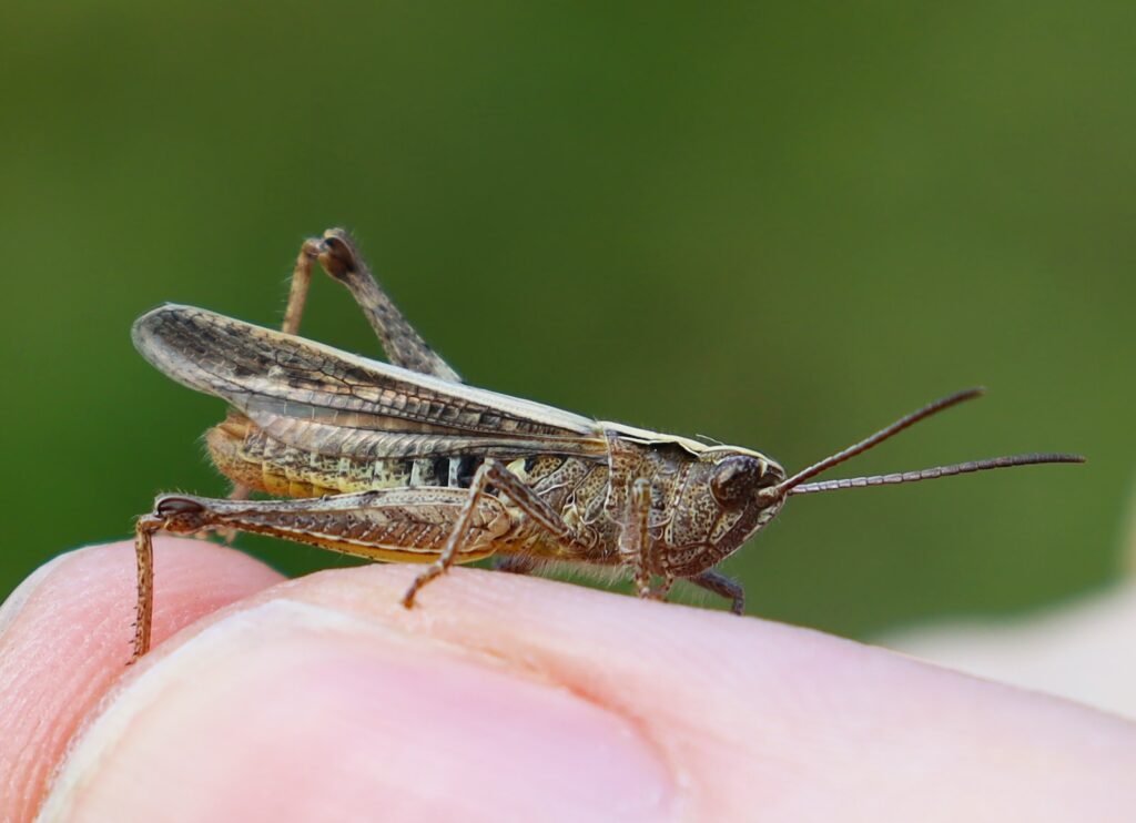 brown grasshopper on persons hand