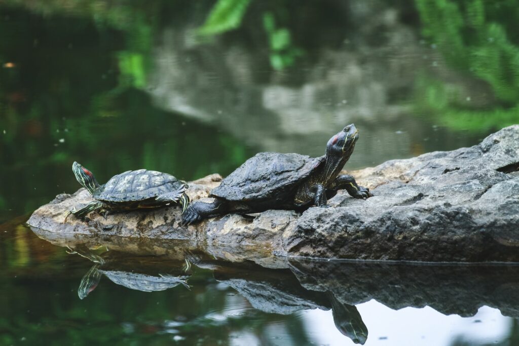 two black turtles