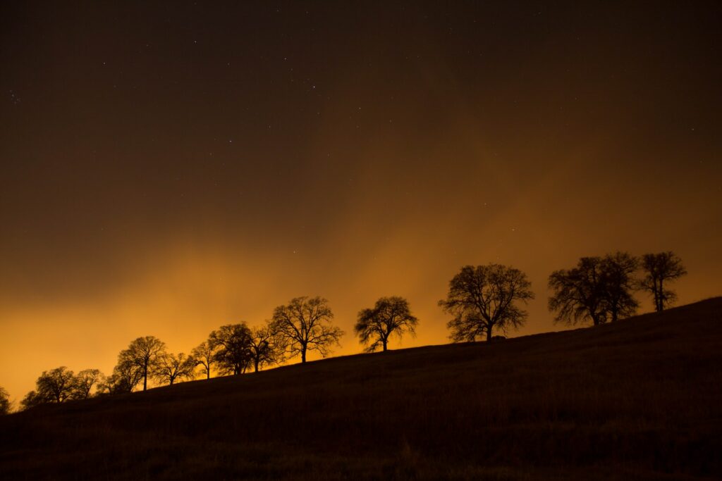 trees on top of hill