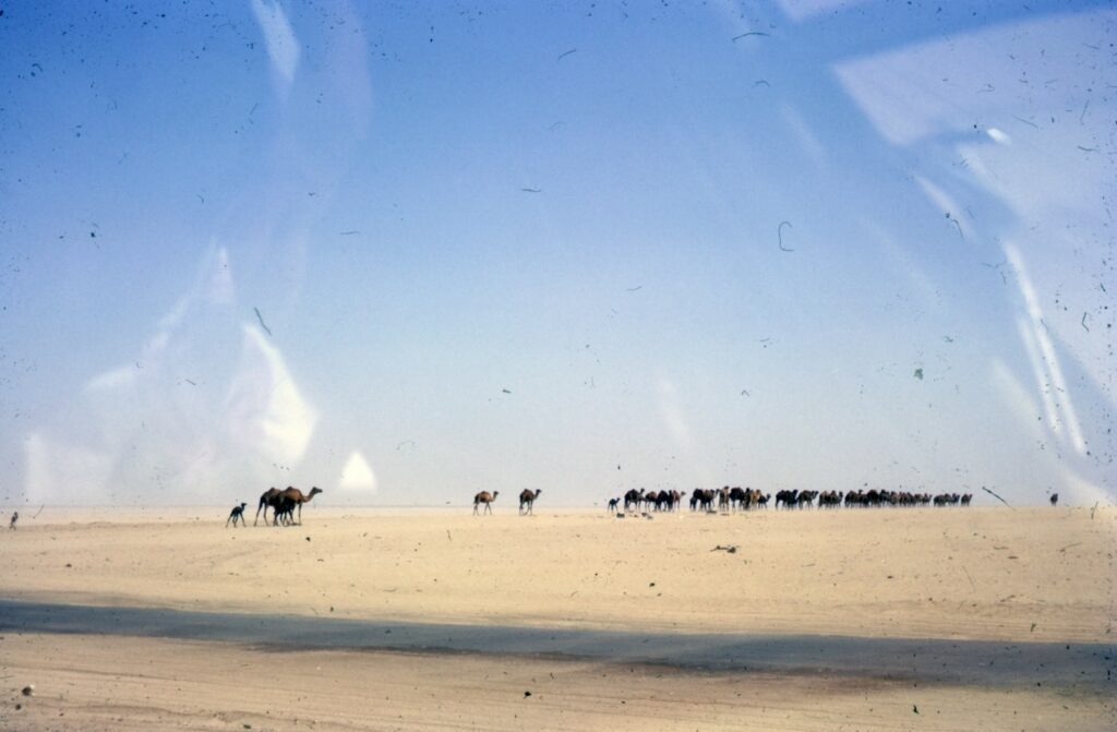 people on beach during daytime