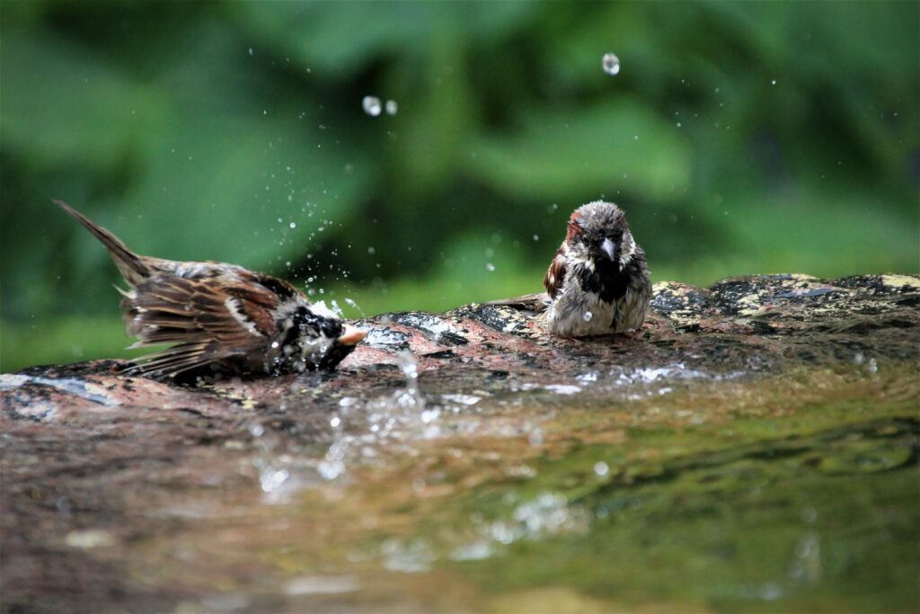 brown and white bird on brown rock in water