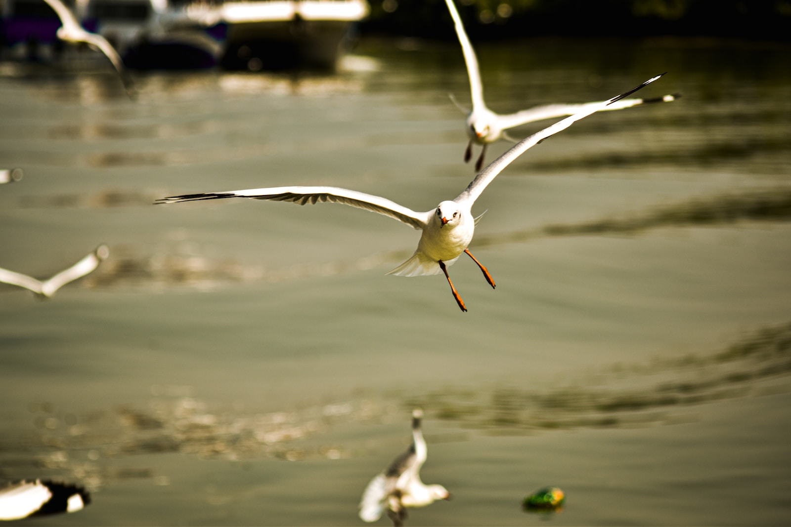 white bird flying over body of water during daytime