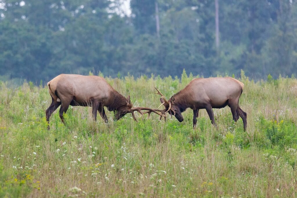 brown deer on green grass field during daytime