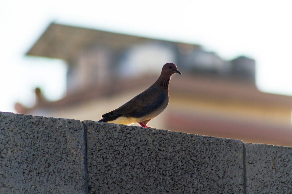 black and gray bird on gray concrete wall during daytime