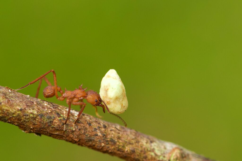 red ant on white mushroom