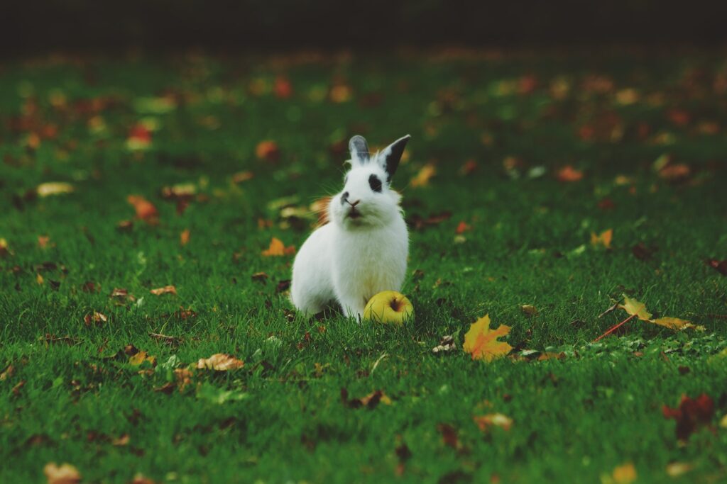 white rabbit standing on grass