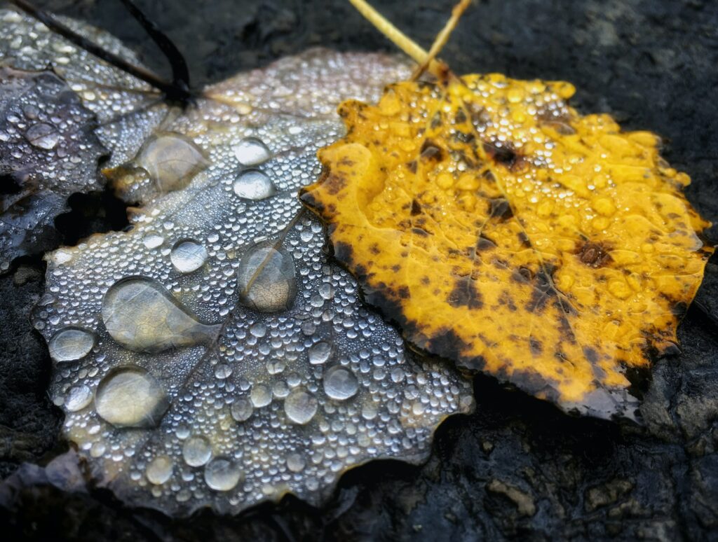 yellow leaf with water droplets