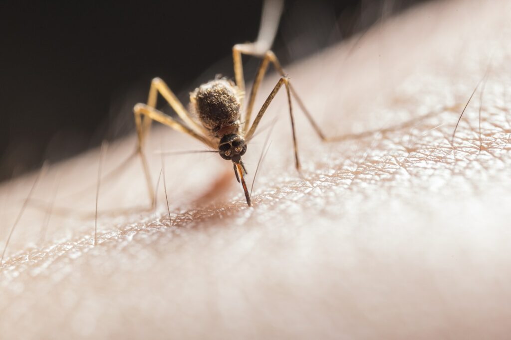 Mosquito Biting on Skin