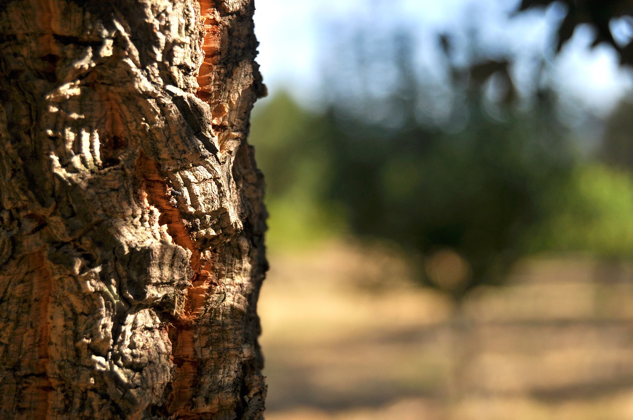 Azinheiras e sobreiros: de sagradas a mal-amadas