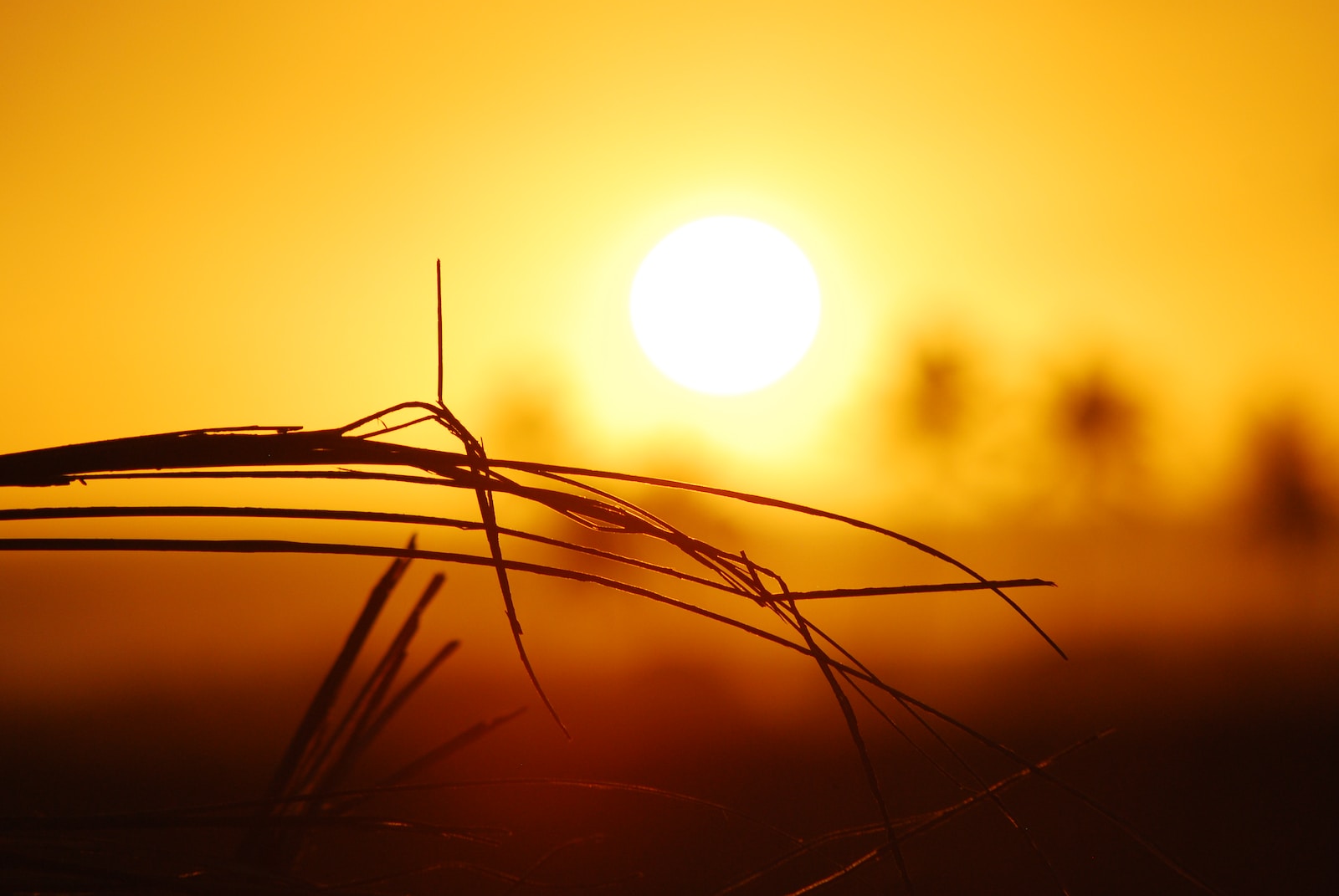 brown grass during sunrise