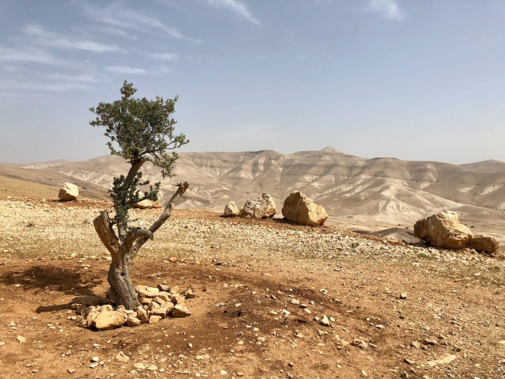 green tree on brown sand during daytime