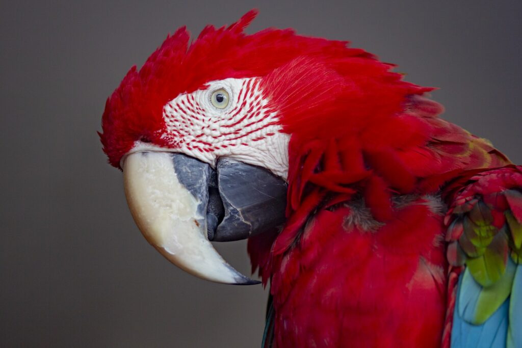 Red, Blue, and Green Parrot