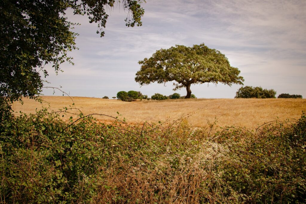 green tree on brown field under white clouds and blue sky during daytime