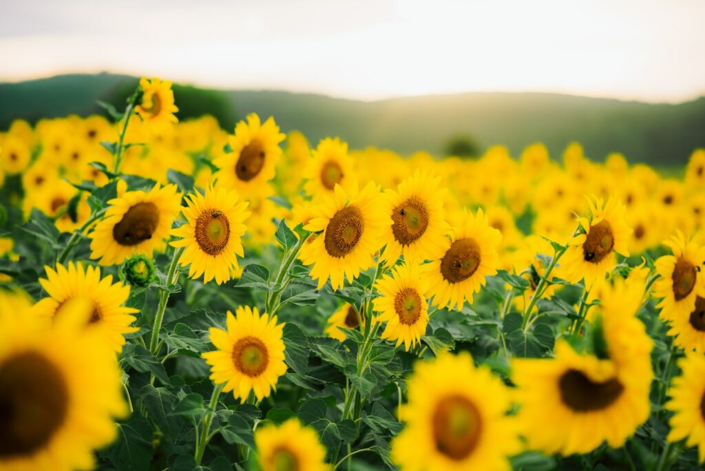 a large field of sunflowers with a sky background