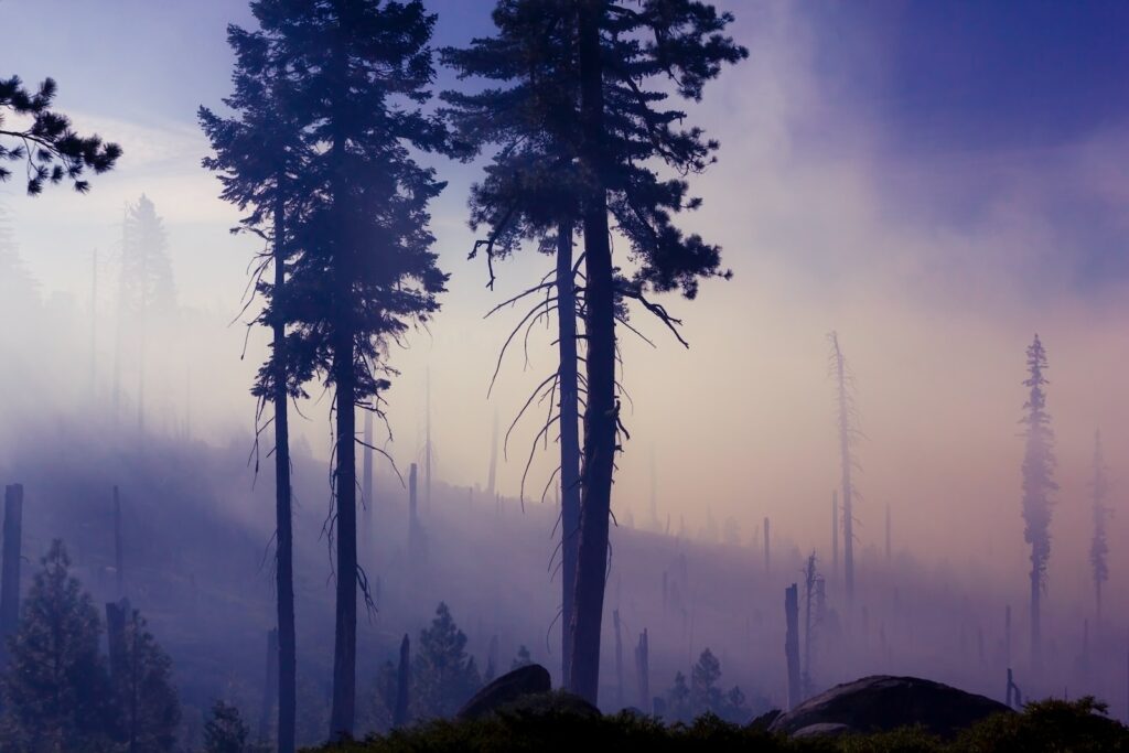 tree surrounded by fog at daytime