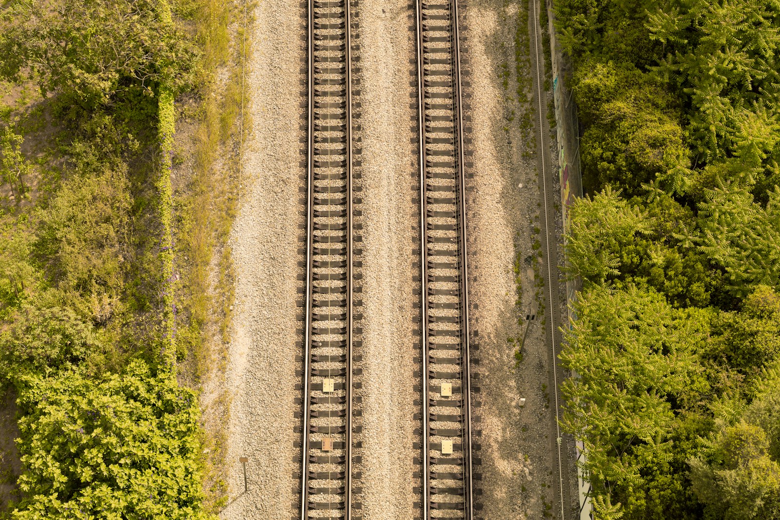 Concurso público: 50 milhões de euros para limpar vegetação na rede ferroviária