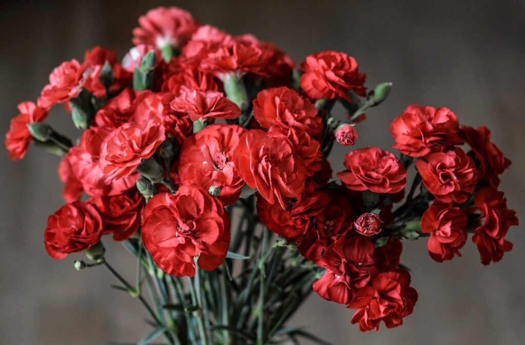 carnation, flowers, red