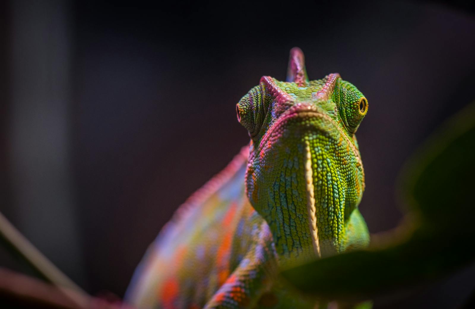 Chameleon in Tilt Shift Lens Photography