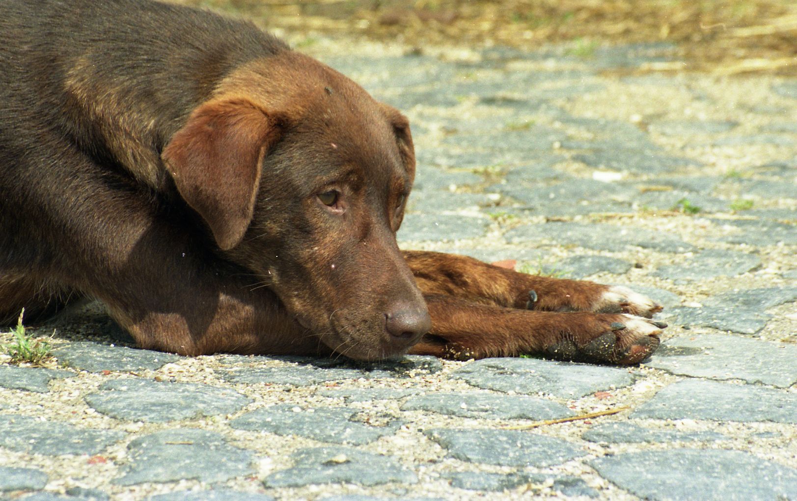 Vida de cão