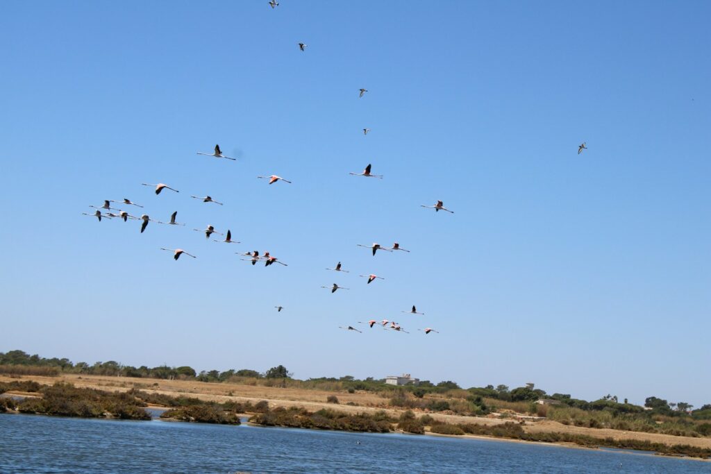 a flock of birds flying over a body of water