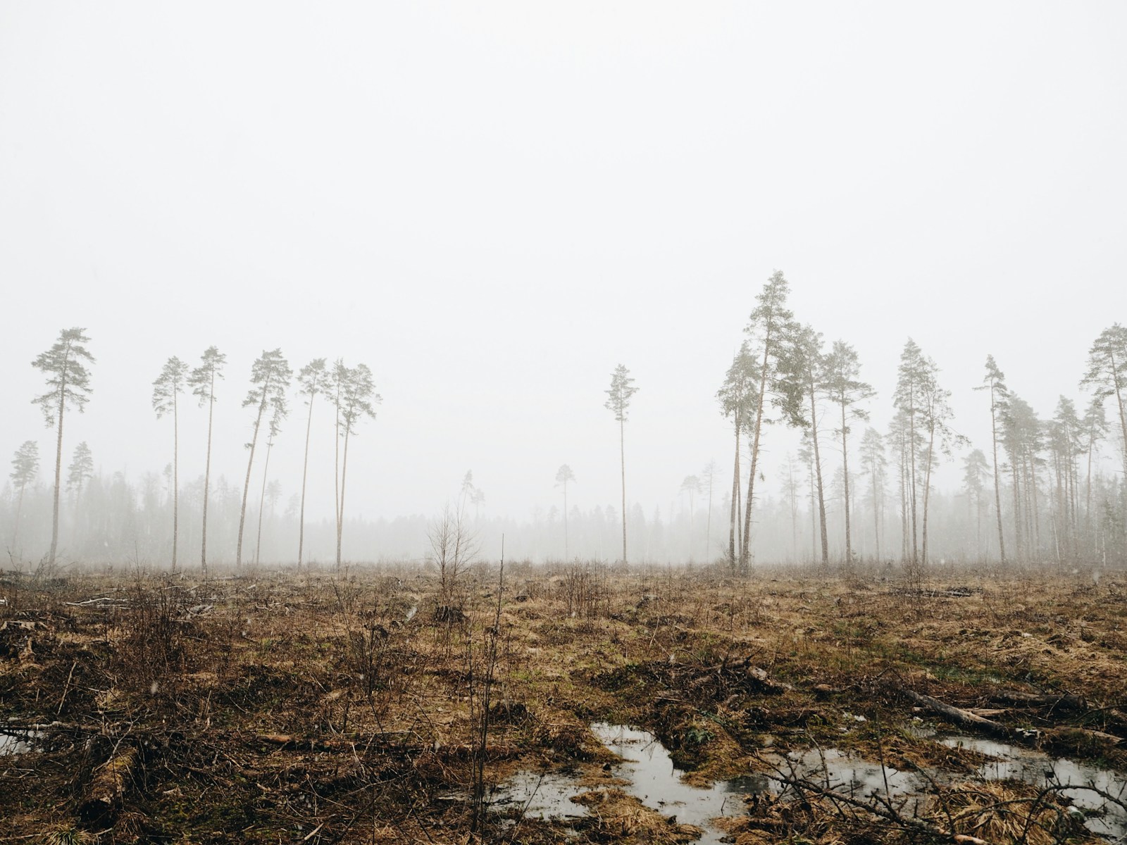 fogs surrounded on forest