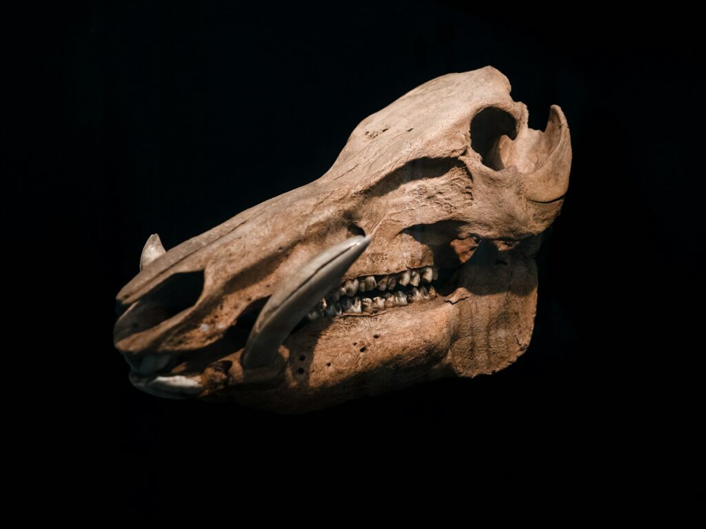 a close up of an animal skull on a black background