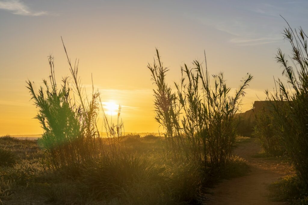 the sun is setting over a grassy field