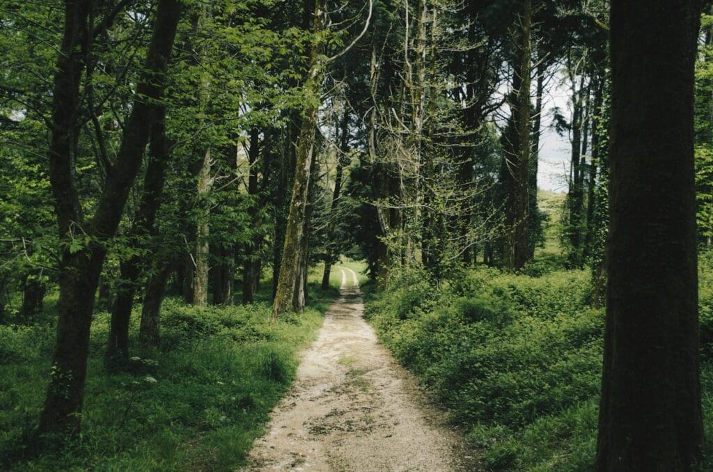 path surrounded by green grass and trees