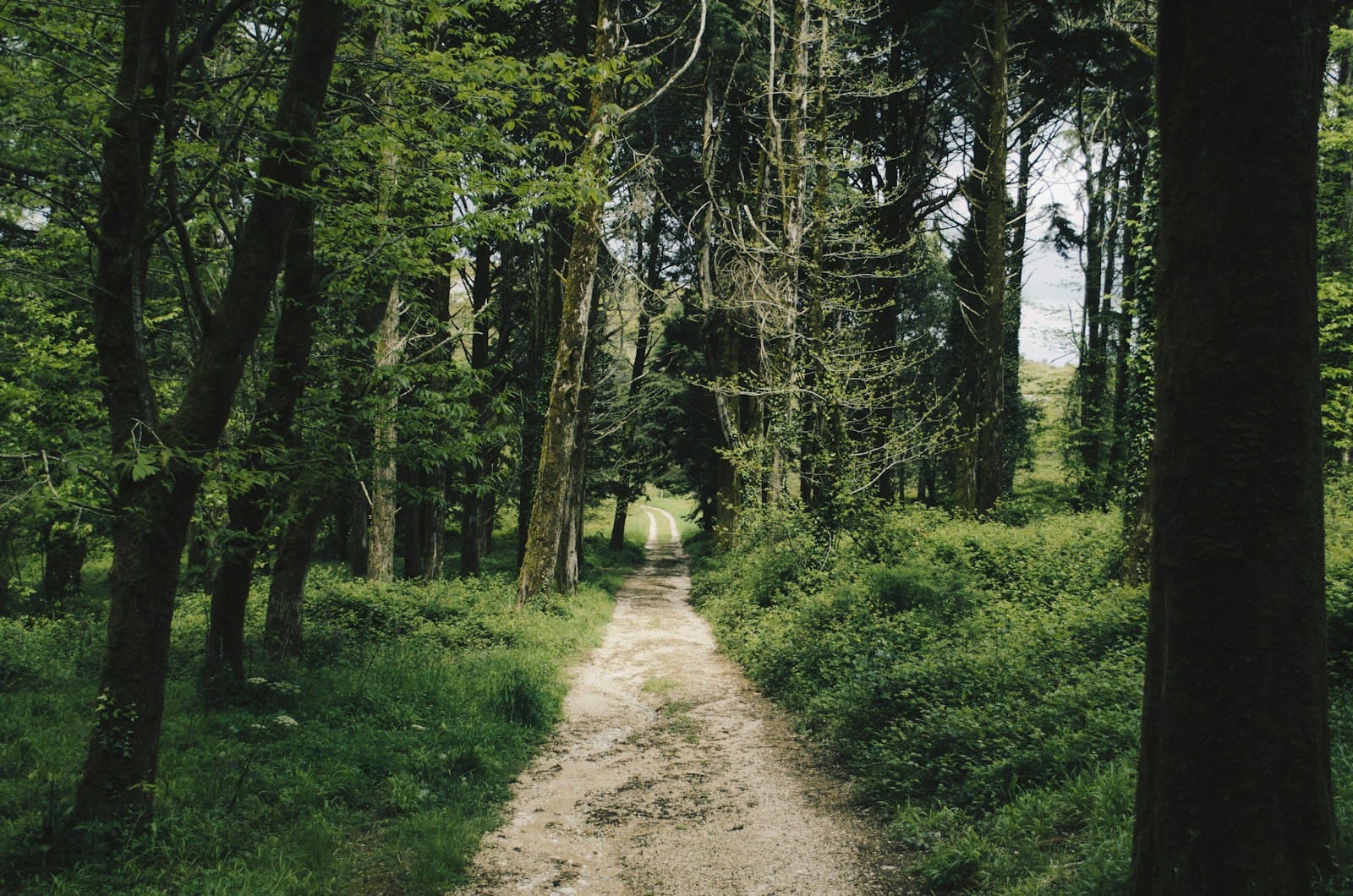 path surrounded by green grass and trees