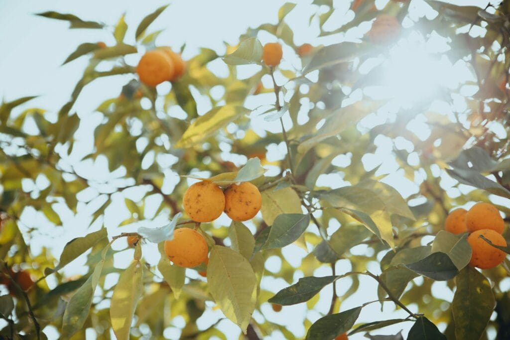 A tree filled with lots of oranges under a blue sky