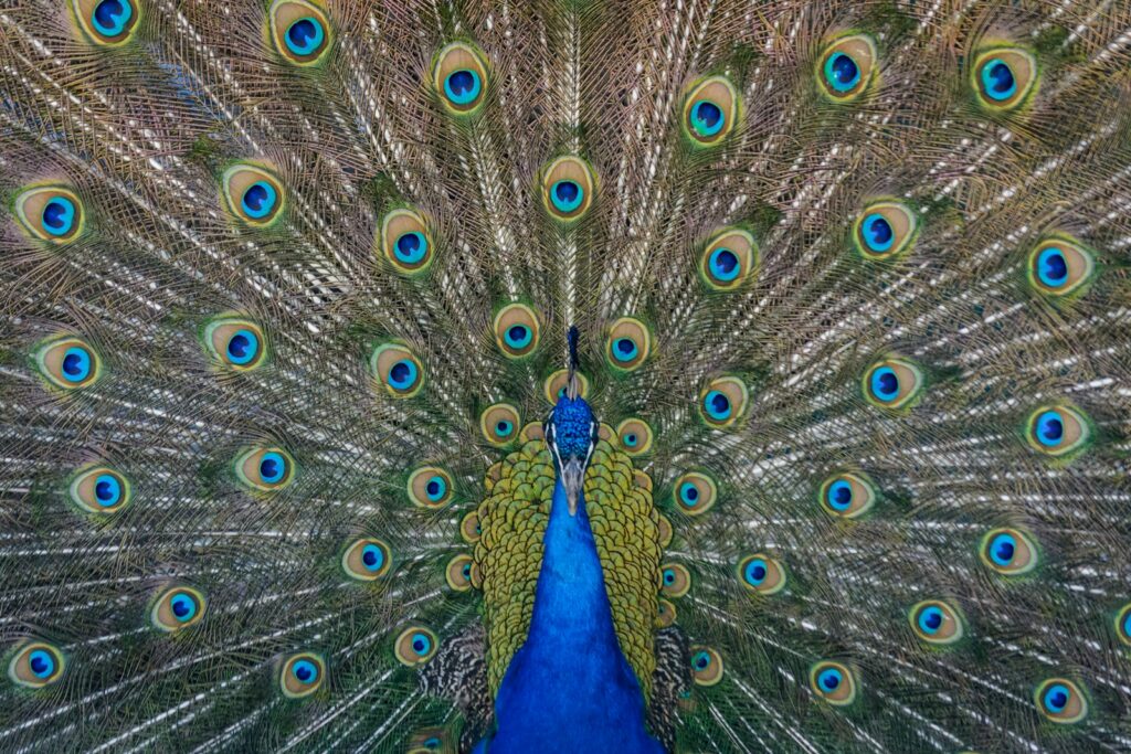 close up photography of blue peacock painting