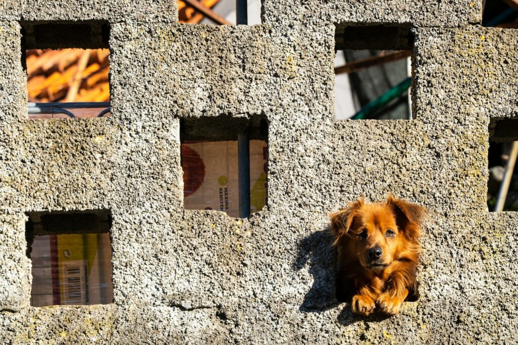 brown long coated dog on brown wooden door