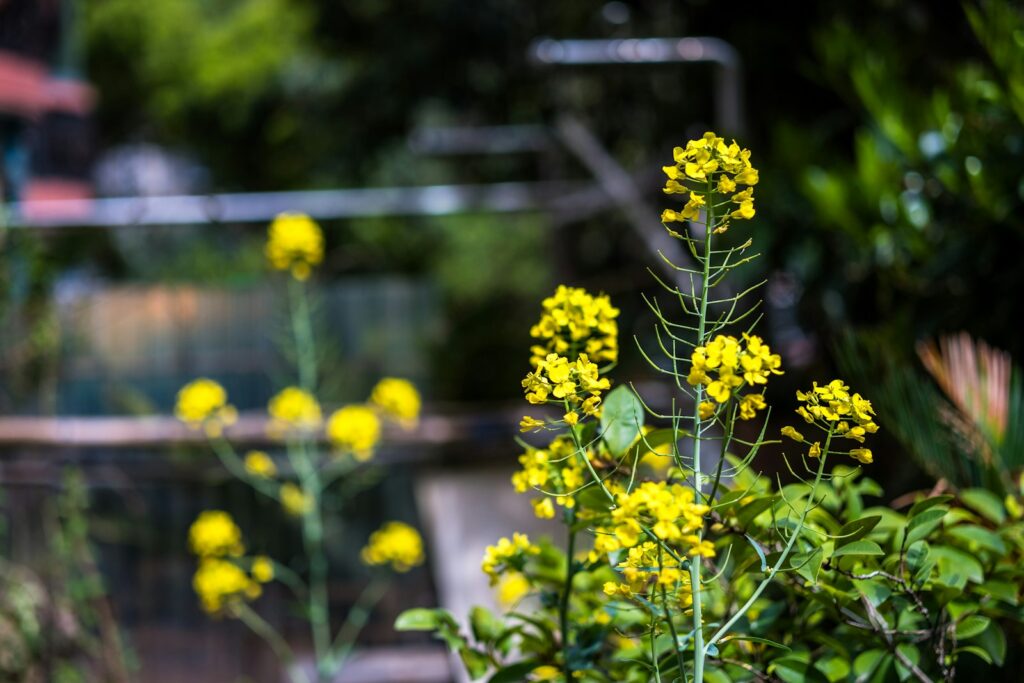 Yellow flowers bloom brightly in a garden.
